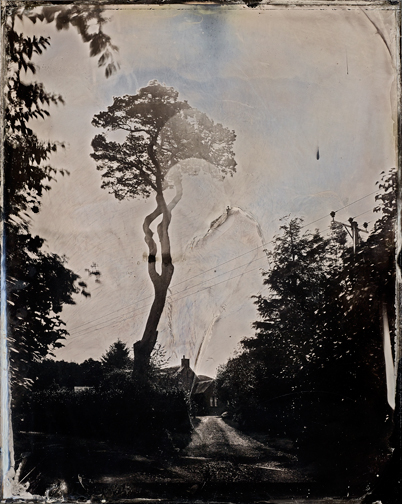 Tree_ambrotype2