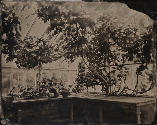 Vine_ambrotype