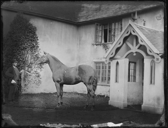Horse2