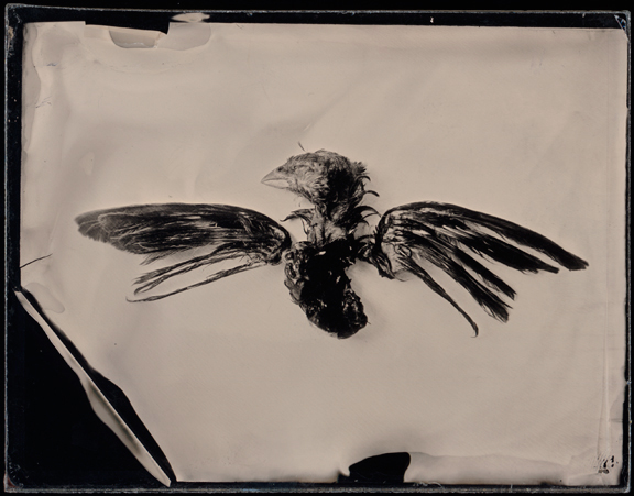 DeadBird