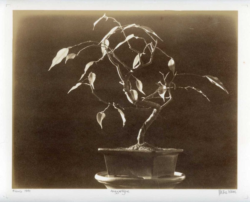 Ficus - Argyrotype print