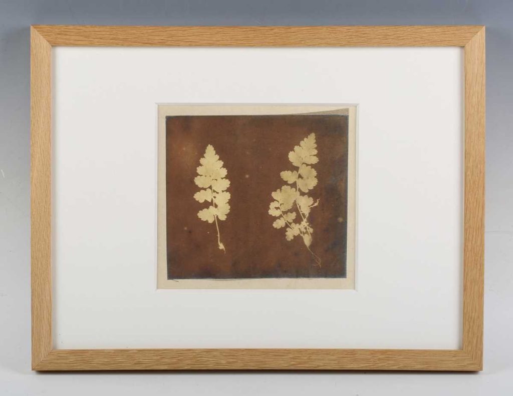 Two specimens of fern leaf by Caleb Burrell Rose (Repro)