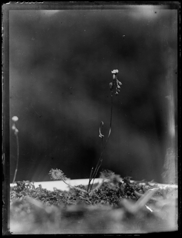 Dry Plate Negatives Fourtoes