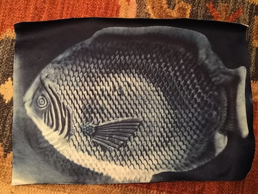 Cyanotypes in Portugal - FOURTOES